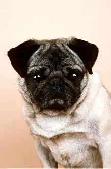 Pugs: Pug DOG - close up of head