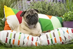 Cushions: Pug Dog on cushion