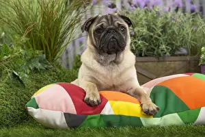 Cushions: Pug Dog on cushion
