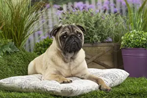 Cushions: Pug Dog on cushion