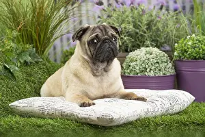 Cushions: Pug Dog on cushion