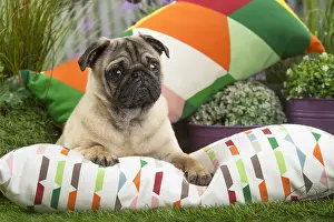 Pugs: Pug Dog on cushion