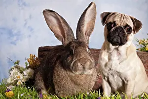 Viewed: Pug dog and German Giant rabbit sitting together