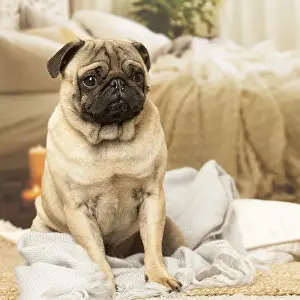 240119: Pug dog indoors
