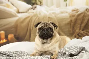 240119: Pug dog indoors