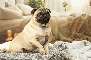 240119: Pug dog indoors