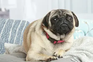 181120: Pug dog indoors in the living room