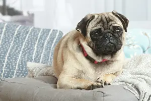 181120: Pug dog indoors in the living room