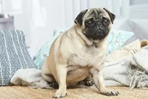 181120: Pug dog indoors in the living room