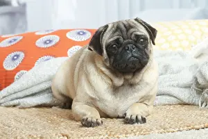 181120: Pug dog indoors in the living room