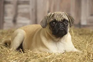 Pugs: Pug dog indoors in the straw in a barn