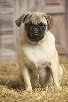 Pugs: Pug dog indoors in the straw in a barn