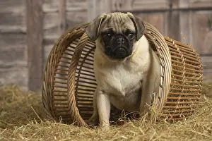 Pugs: Pug dog indoors in the straw in a barn