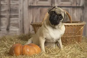 Pugs: Pug dog indoors in the straw in a barn