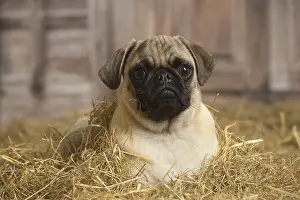 Pugs: Pug dog indoors in the straw in a barn