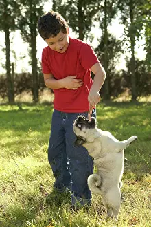 Treat: Pug Dog - jumping to get treat from boy