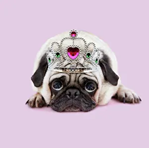Miserable: Pug Dog laying down looking up with big sad eyes