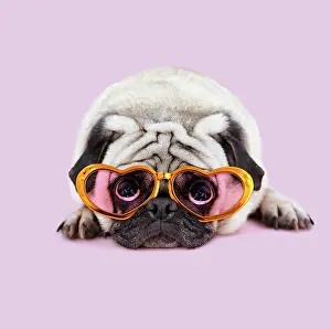 220719: Pug Dog laying down wearing heart shaped glasses