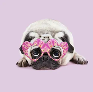 Miserable: Pug Dog laying down wearing heart shaped glasses