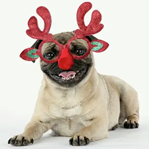 Rudolph: Pug Dog, laying down wearing Rudolph antler Christmas