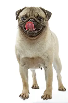 Nose: Pug Dog - licking its lips