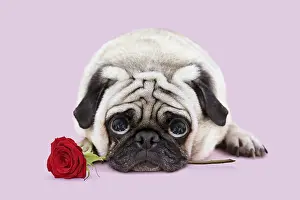 Miserable: Pug Dog, lying down, holding red rose looking