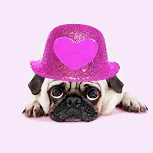 Miserable: Pug Dog lying down wearing pink hat with heart, looking up w