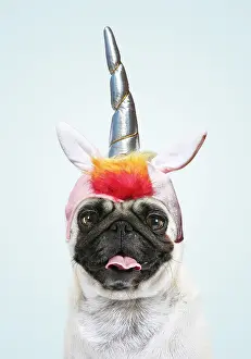 Unicorn: Pug Dog, mouth open wearing unicorn horn hat / headwear