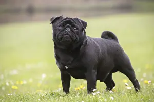 050719: Pug dog outdoors