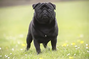 050719: Pug dog outdoors