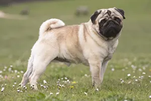 050719: Pug dog outdoors