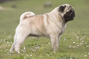 050719: Pug dog outdoors