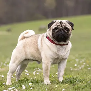 050719: Pug dog outdoors