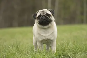 050719: Pug dog outdoors