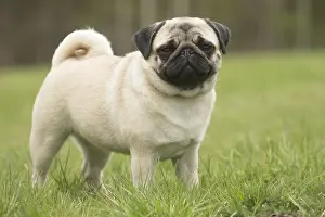 050719: Pug dog outdoors