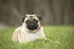 050719: Pug dog outdoors