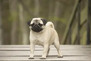 050719: Pug dog outdoors