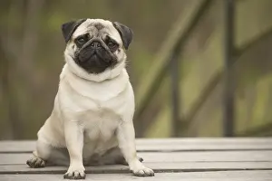 050719: Pug dog outdoors