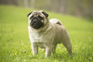 050719: Pug dog outdoors