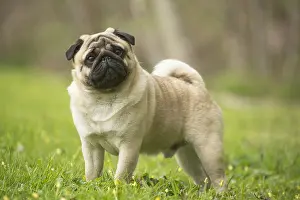 050719: Pug dog outdoors