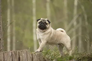 050719: Pug dog outdoors