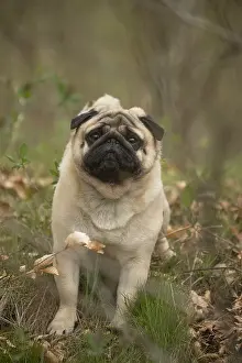 050719: Pug dog outdoors