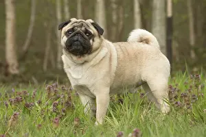 050719: Pug dog outdoors