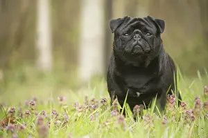 050719: Pug dog outdoors