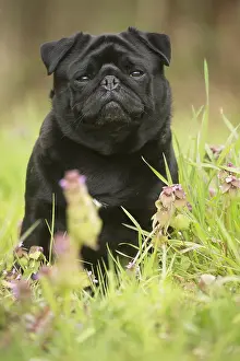 050719: Pug dog outdoors