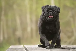 050719: Pug dog outdoors