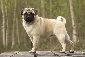 050719: Pug dog outdoors