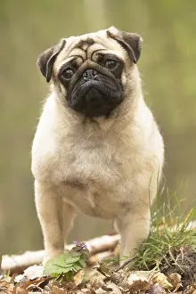 050719: Pug dog outdoors