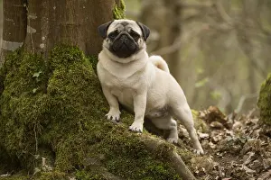 050719: Pug dog outdoors