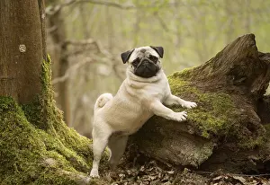 050719: Pug dog outdoors